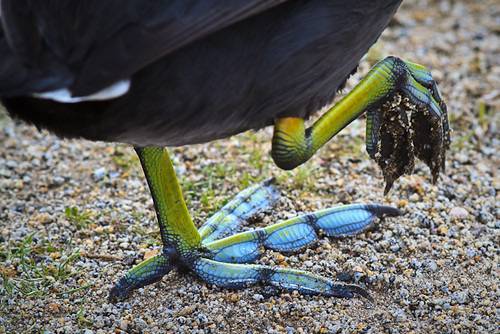 American Coot feet by markjdos is licensed under CC BY-NC-ND 2.0